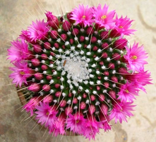 Mammillaria_spinosissima